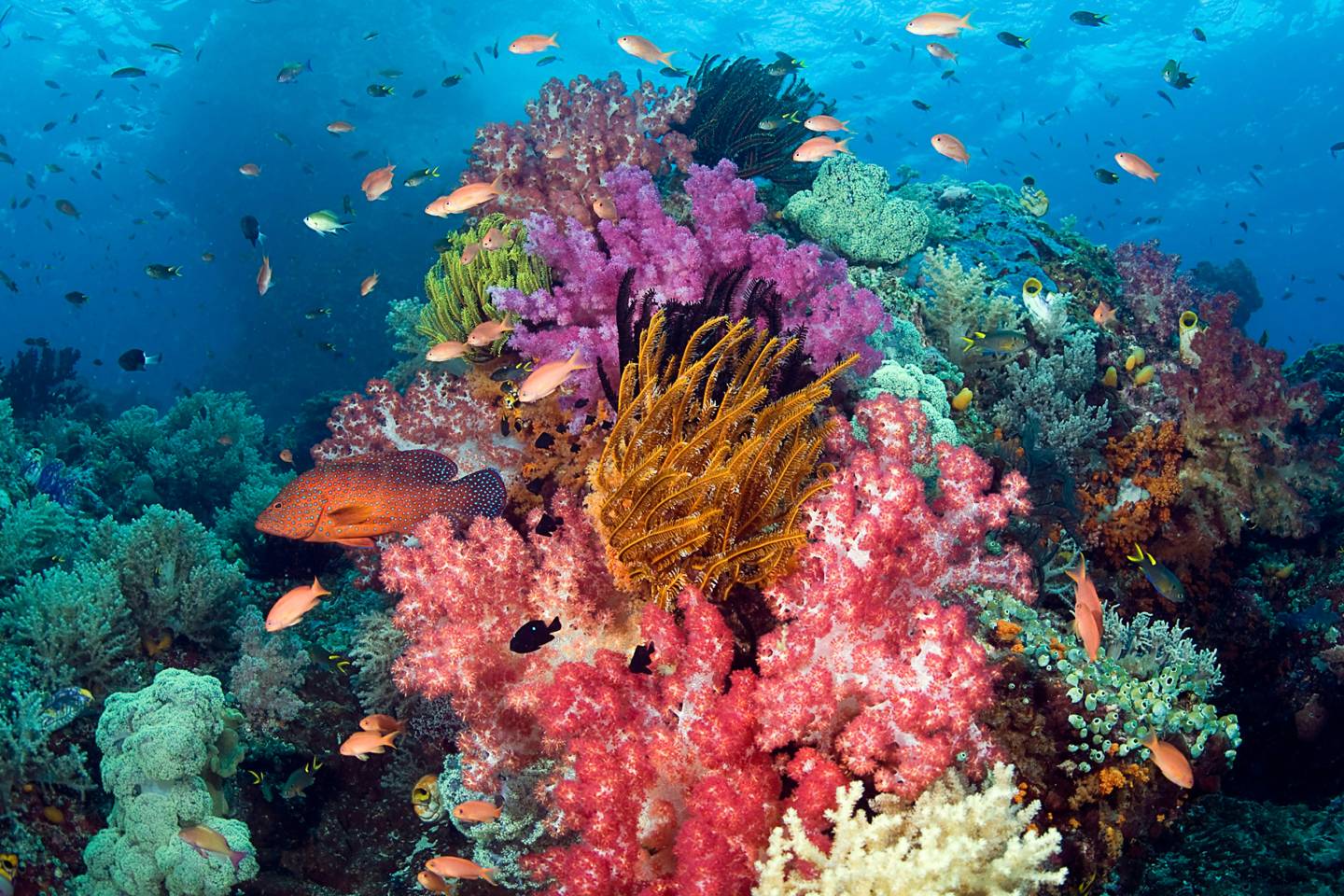 reef