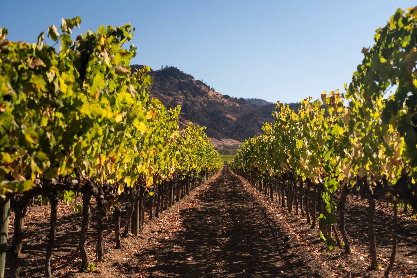 Napa Valley