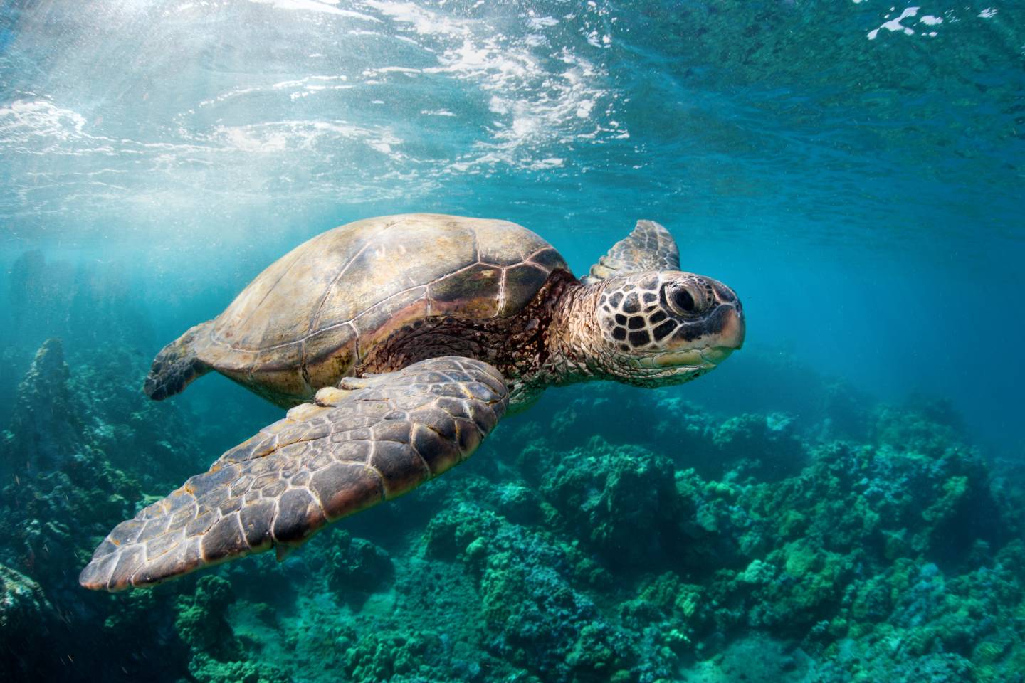 sea turtle