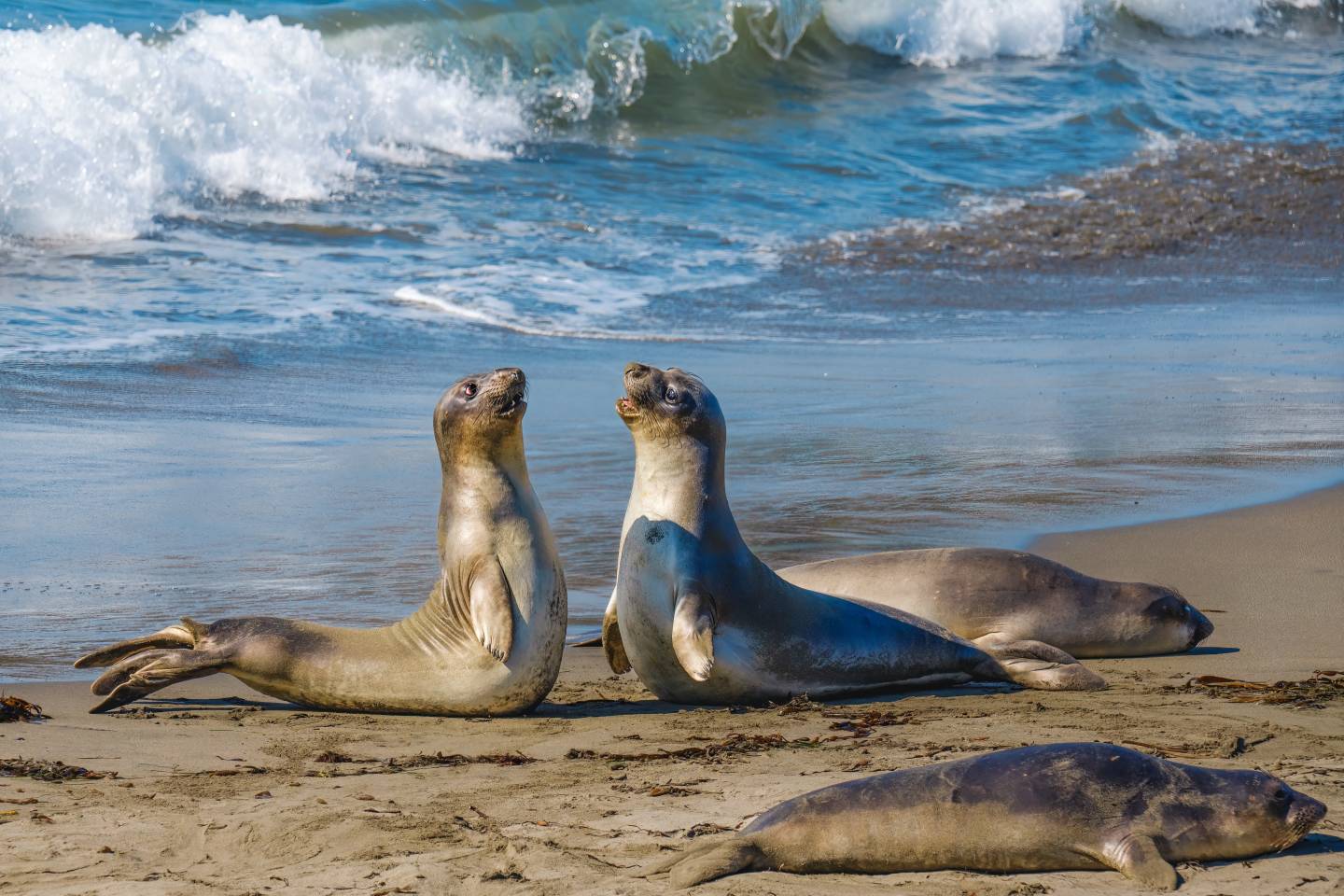 seal bay