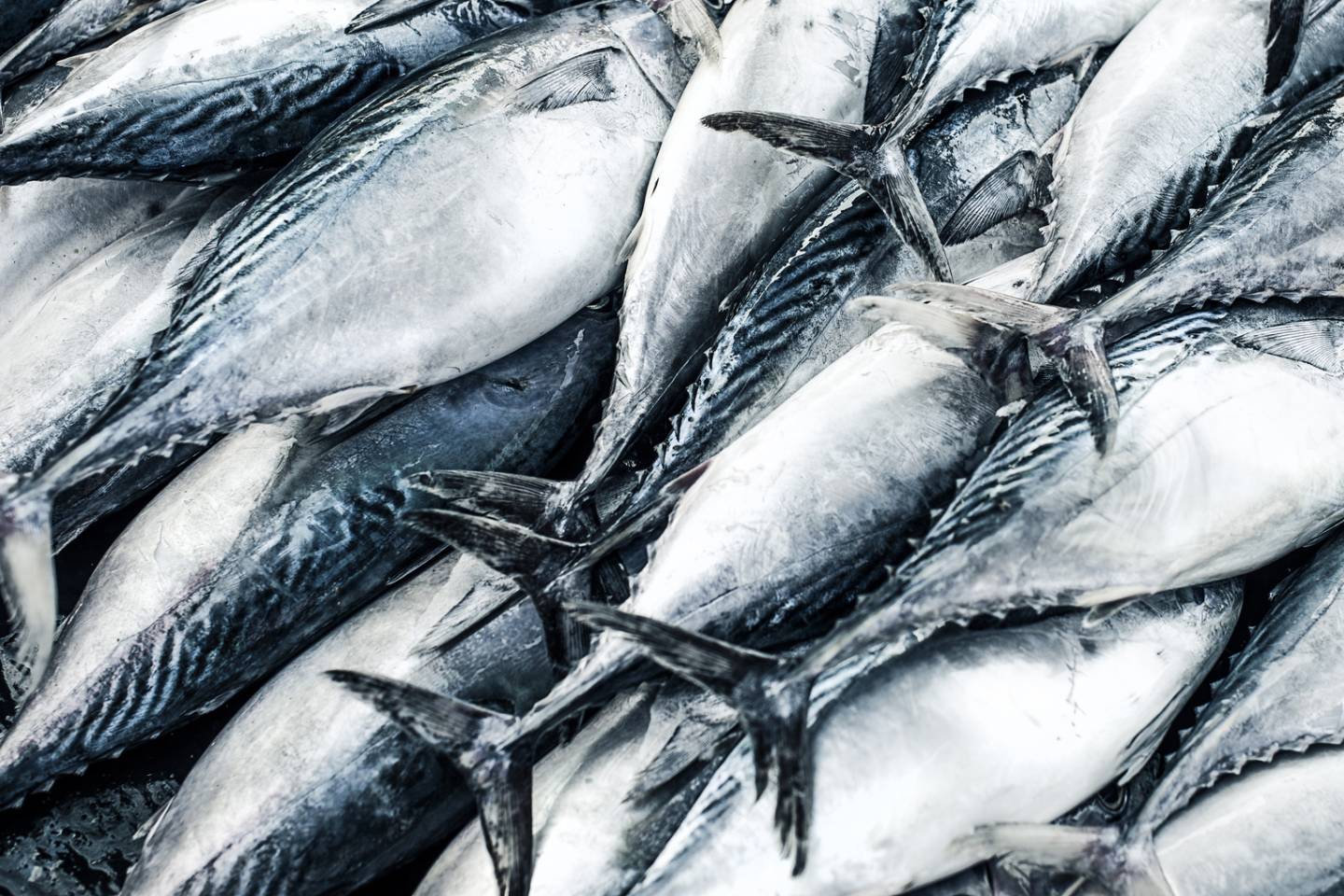 Grand Horizons – Aug 2026