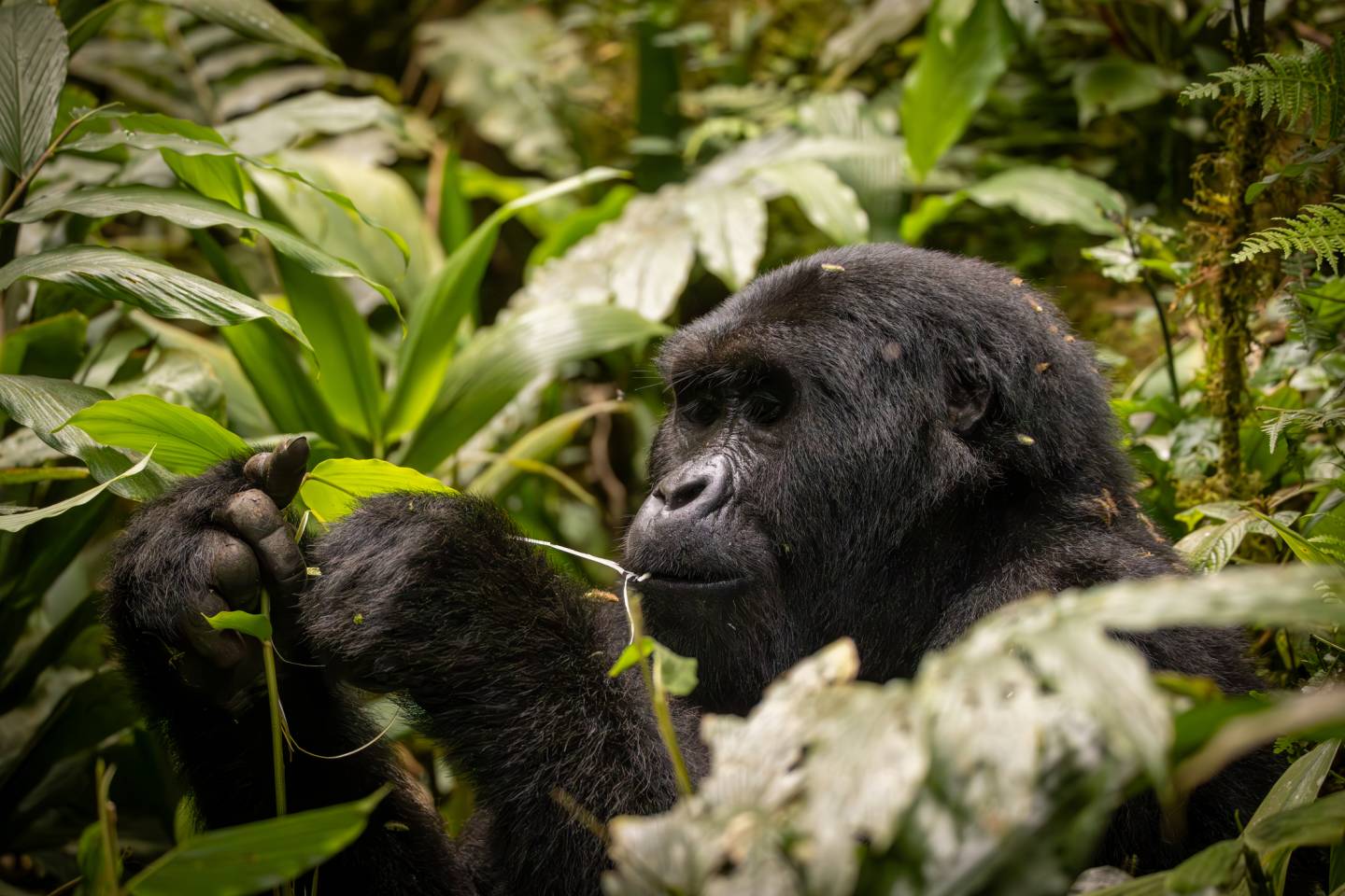 gorilla