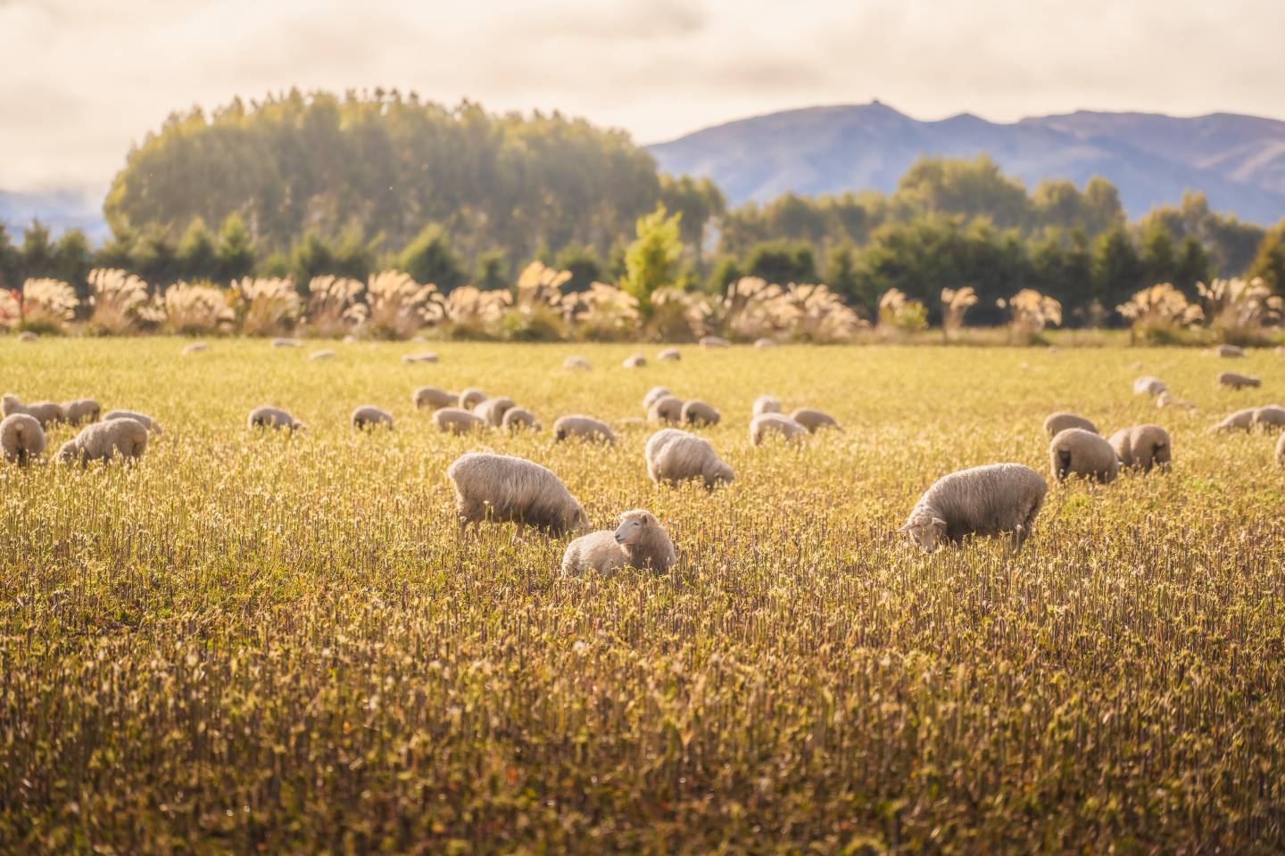sheep
