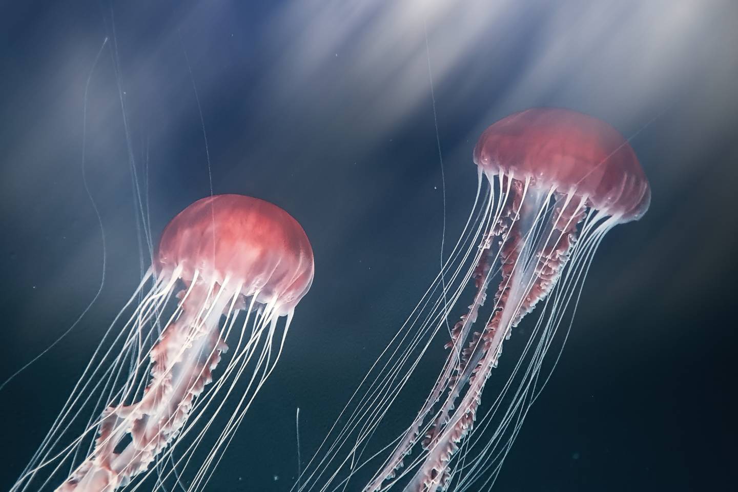 jellyfish