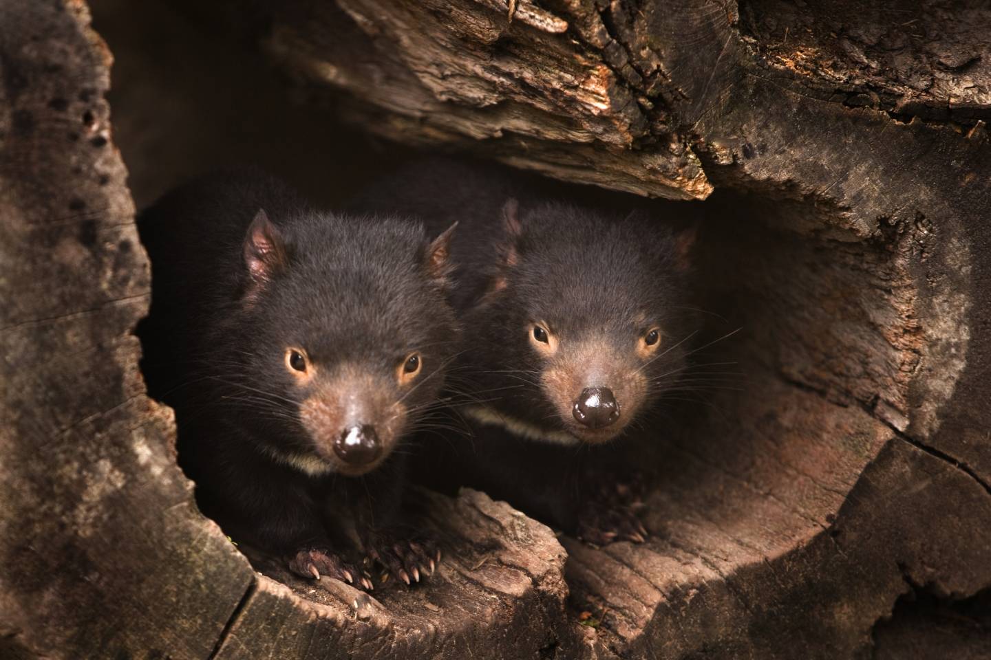 tasmanian devil