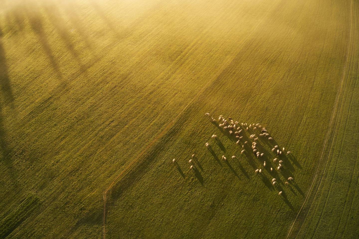 sheep