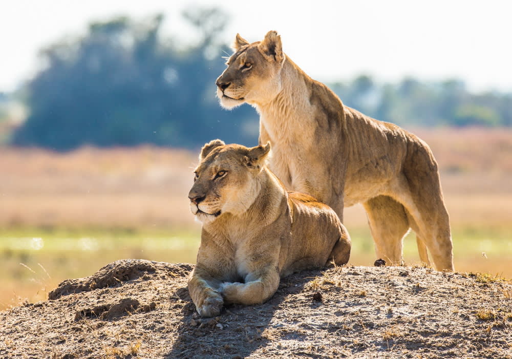 Lion Safari