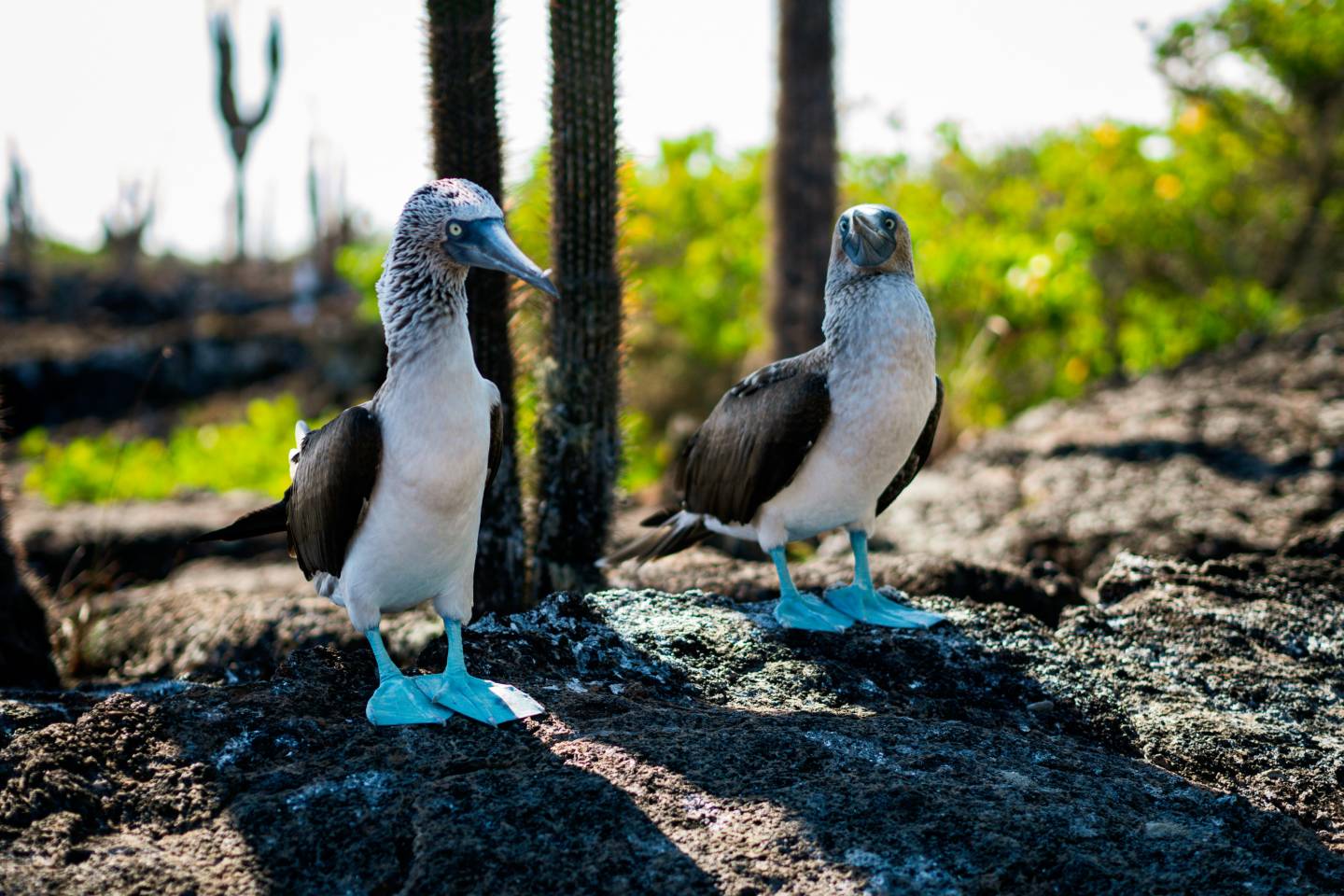 Galapagos, blue footed booby