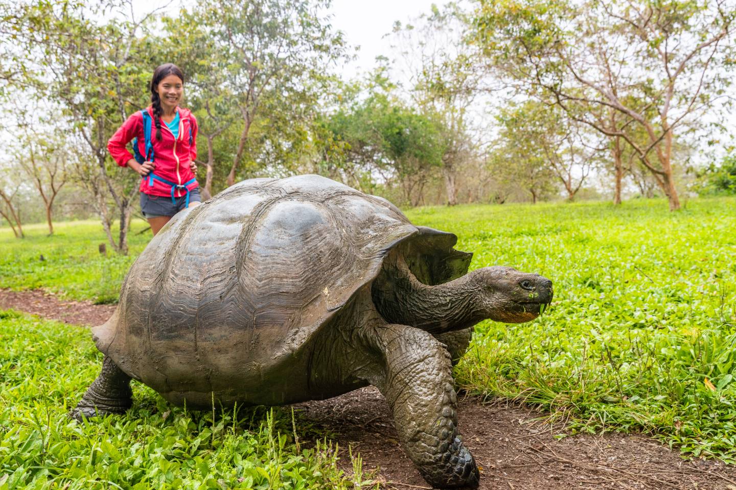 Santa Cruz, Galapagos, Giant Tortoise
