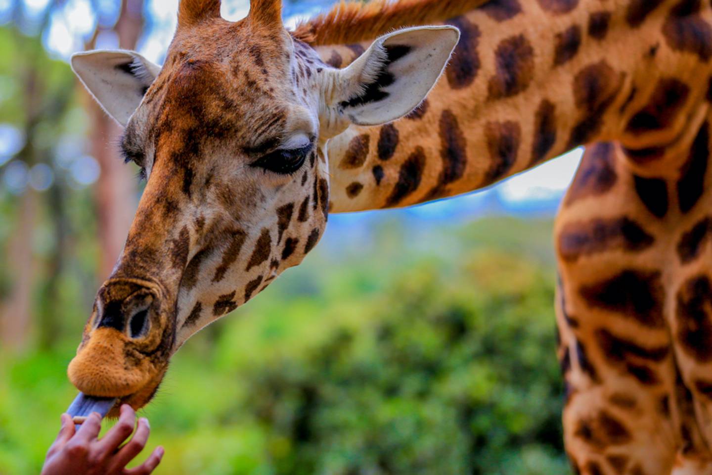 Giraffe being fed pellets at The Giraffe Center in Nairobi County Kenya