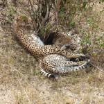 Cheetahs having a lie down
