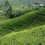 TeaPlantations NuwaraEliya SriLanka