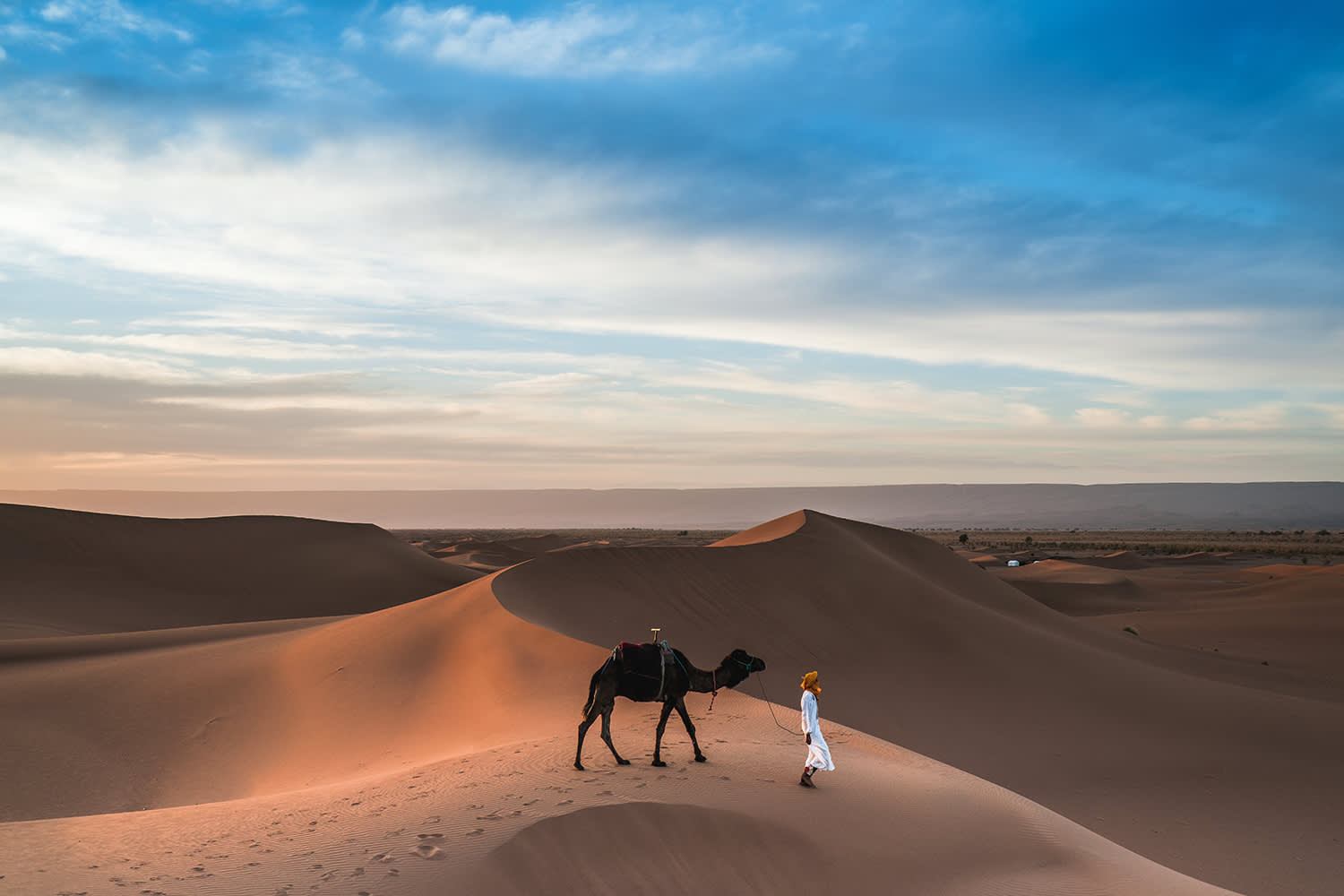 Camel on Moroccan Dunes