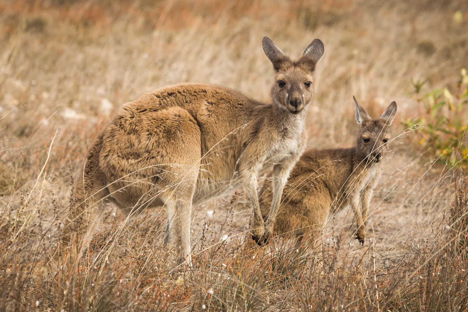 Kangaroos in Queensland