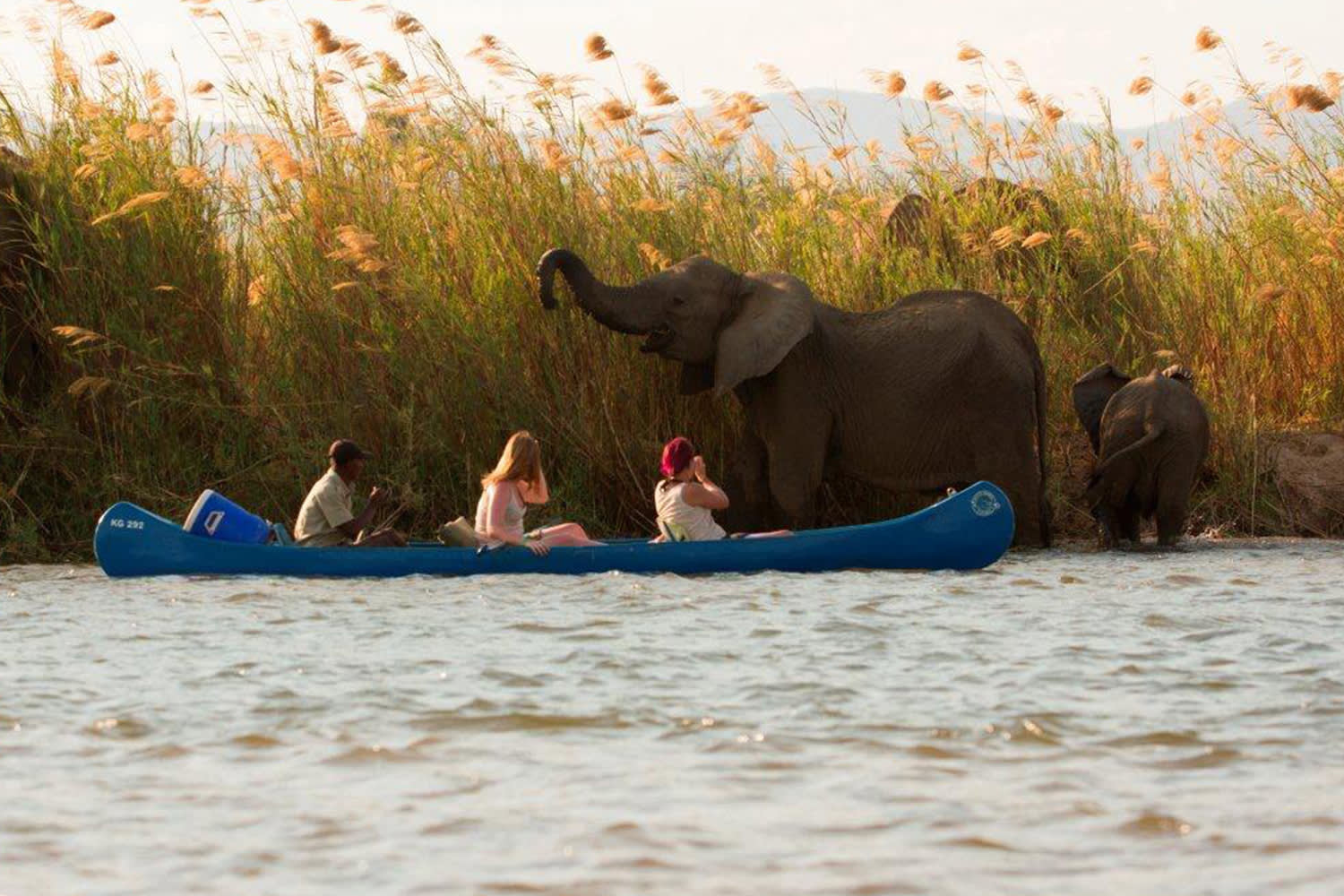 Elephant greets paddlers on the Zambezi River