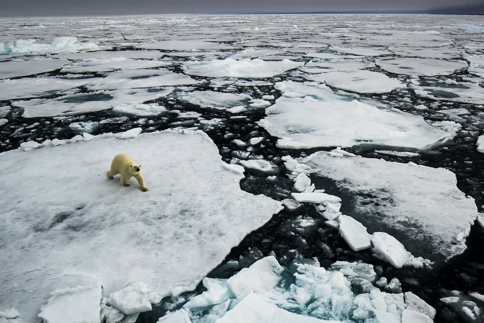 Polar bears on ice