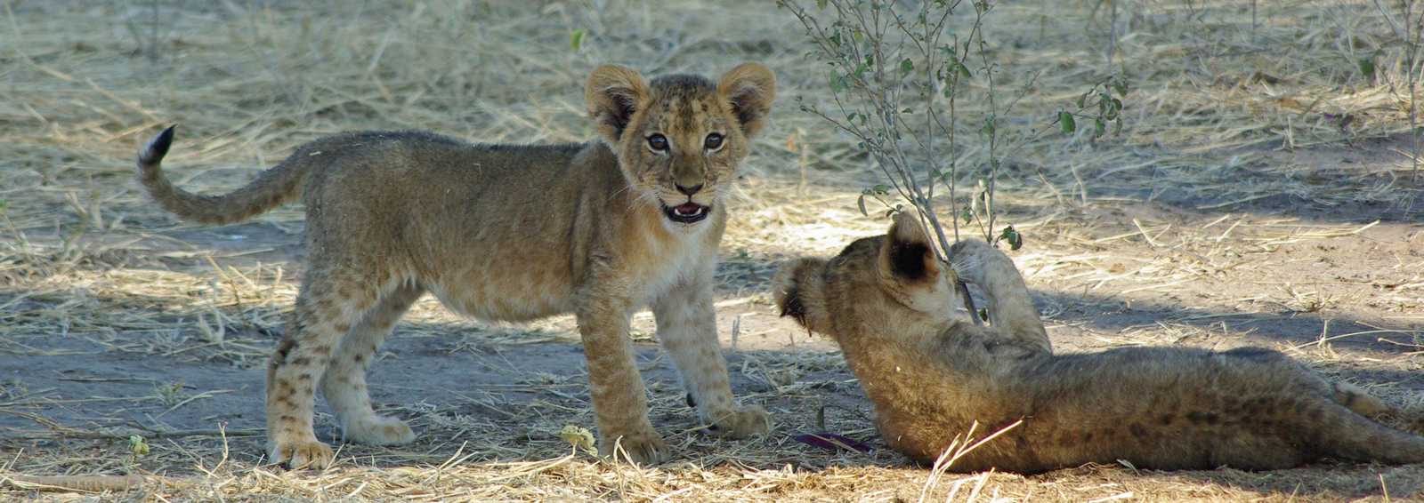 lion cubs