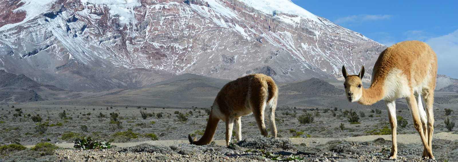 wildlife in the andes