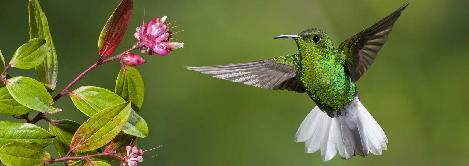 hummingbird