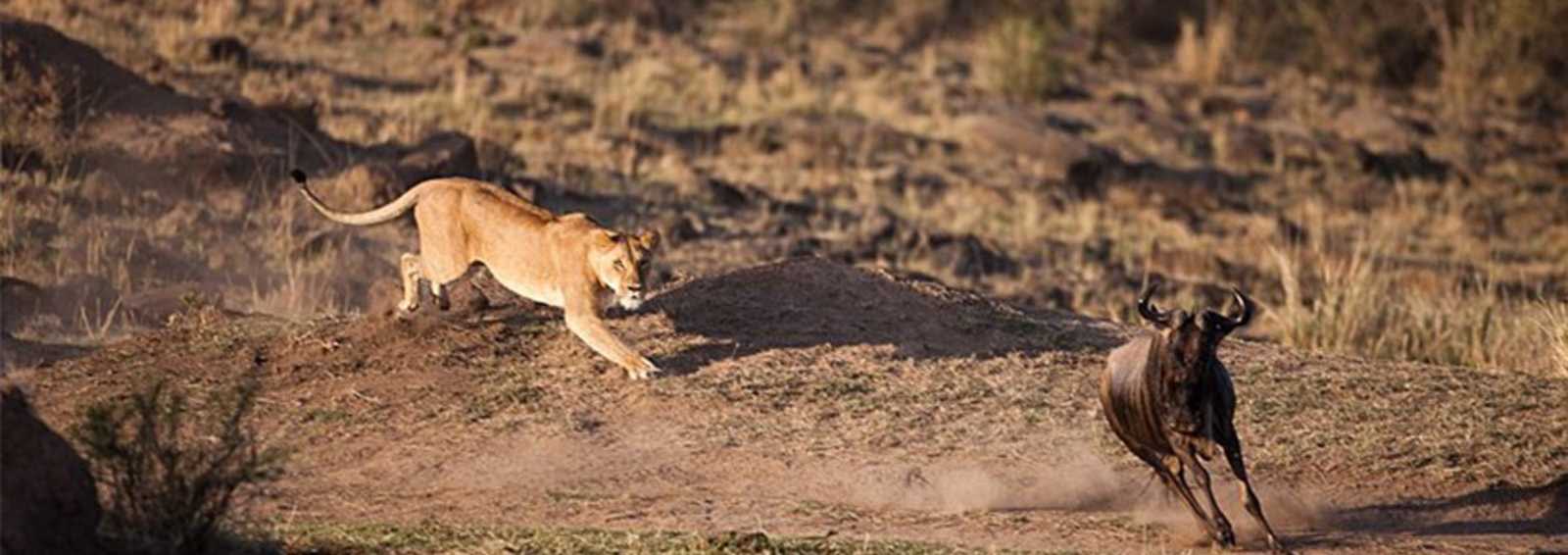 lion chasing wildebeest