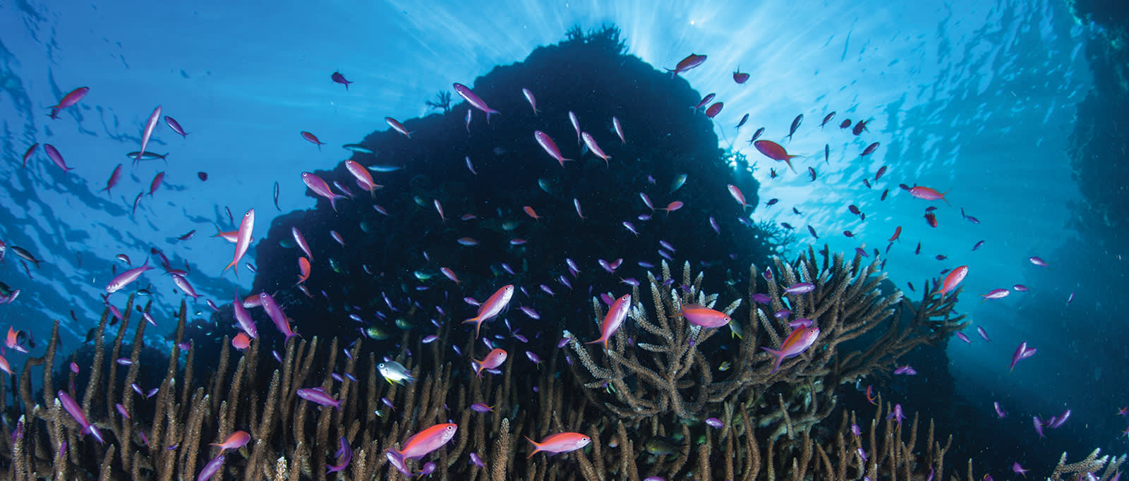 Colorful fish in the Maldives