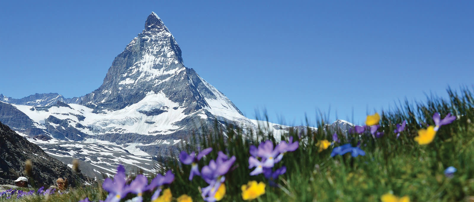 Swiss flowers in the Alps