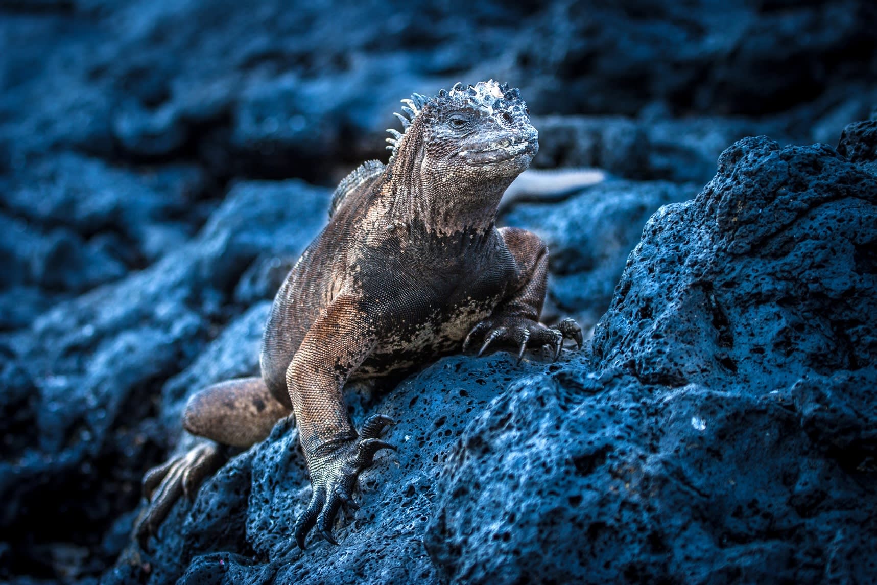 Einzigartige Naturreise zum Geburtstag: Nahaufnahme eines Leguans auf einem Felsen der Galapagosinseln, Ecuador