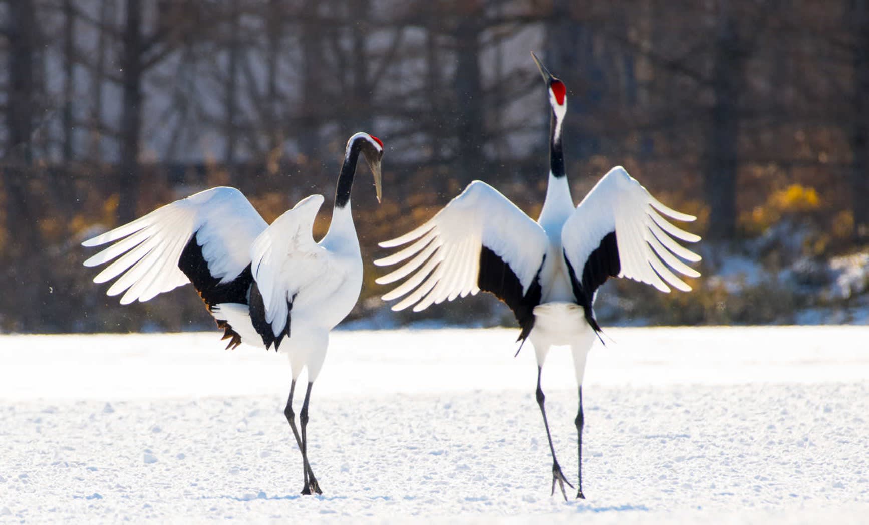 Cranes in Japan