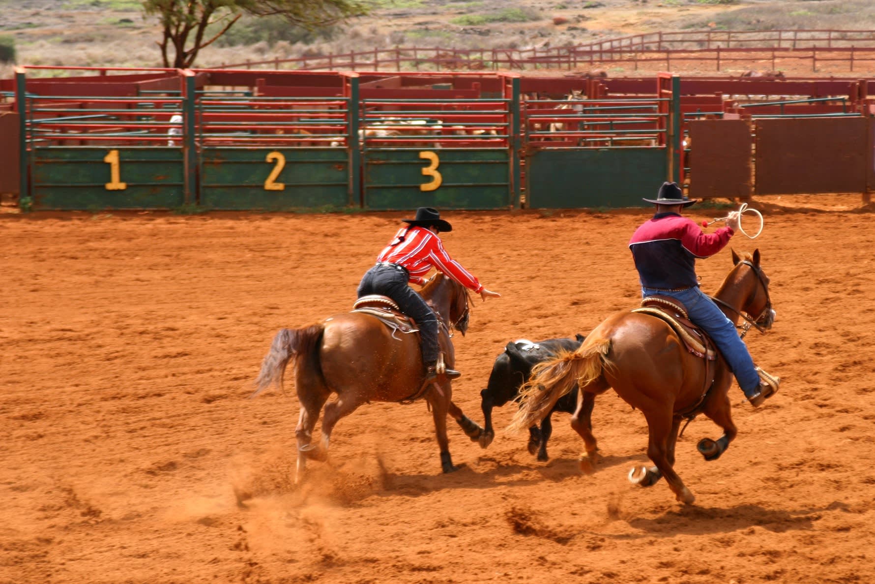 Zwei Cowboys in Aktion mit Lasso auf einem Rodeo in Kauai, Hawaii