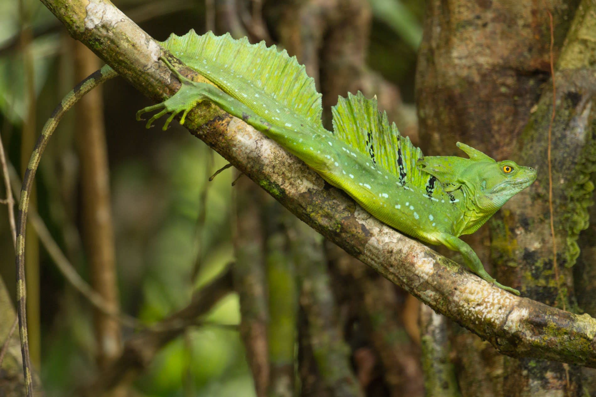 Why Choose Costa Rica?