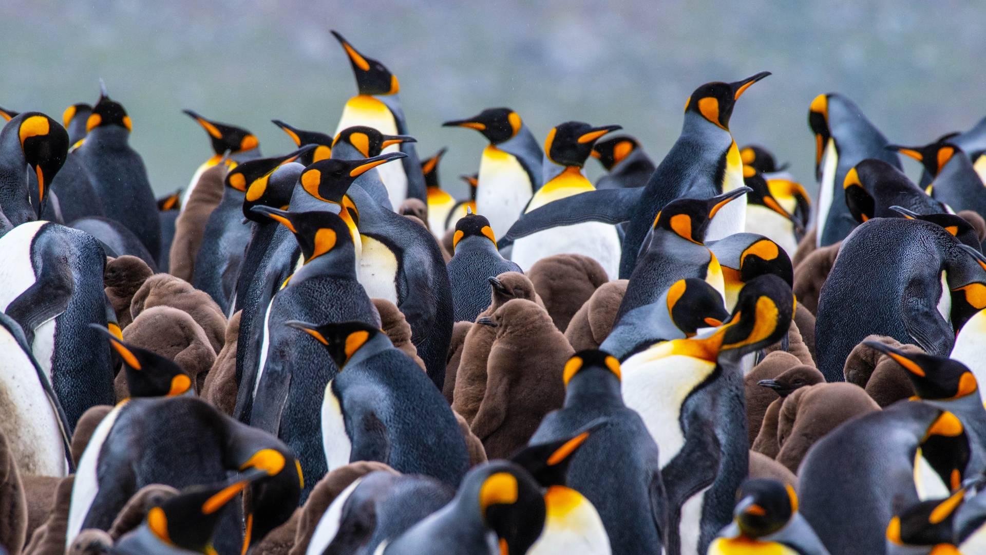 Antarctica