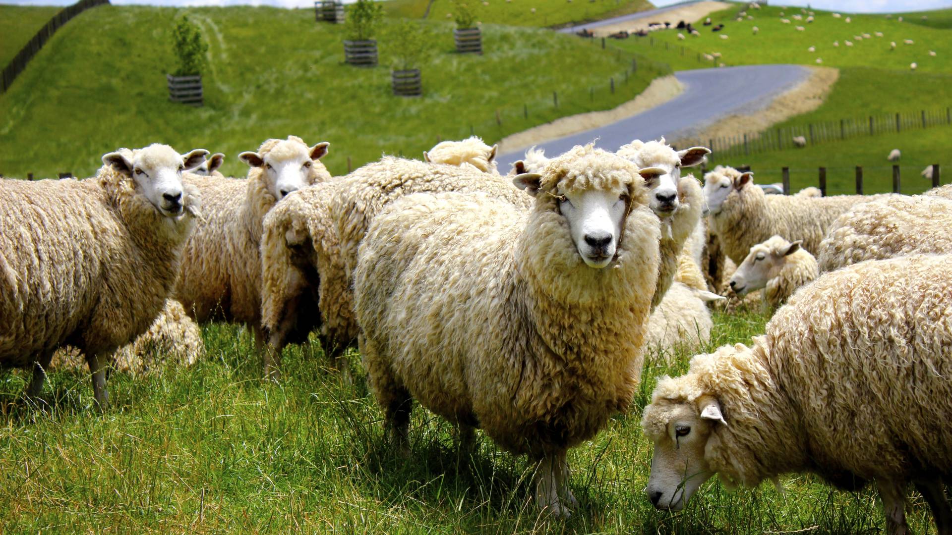 Neuseeland