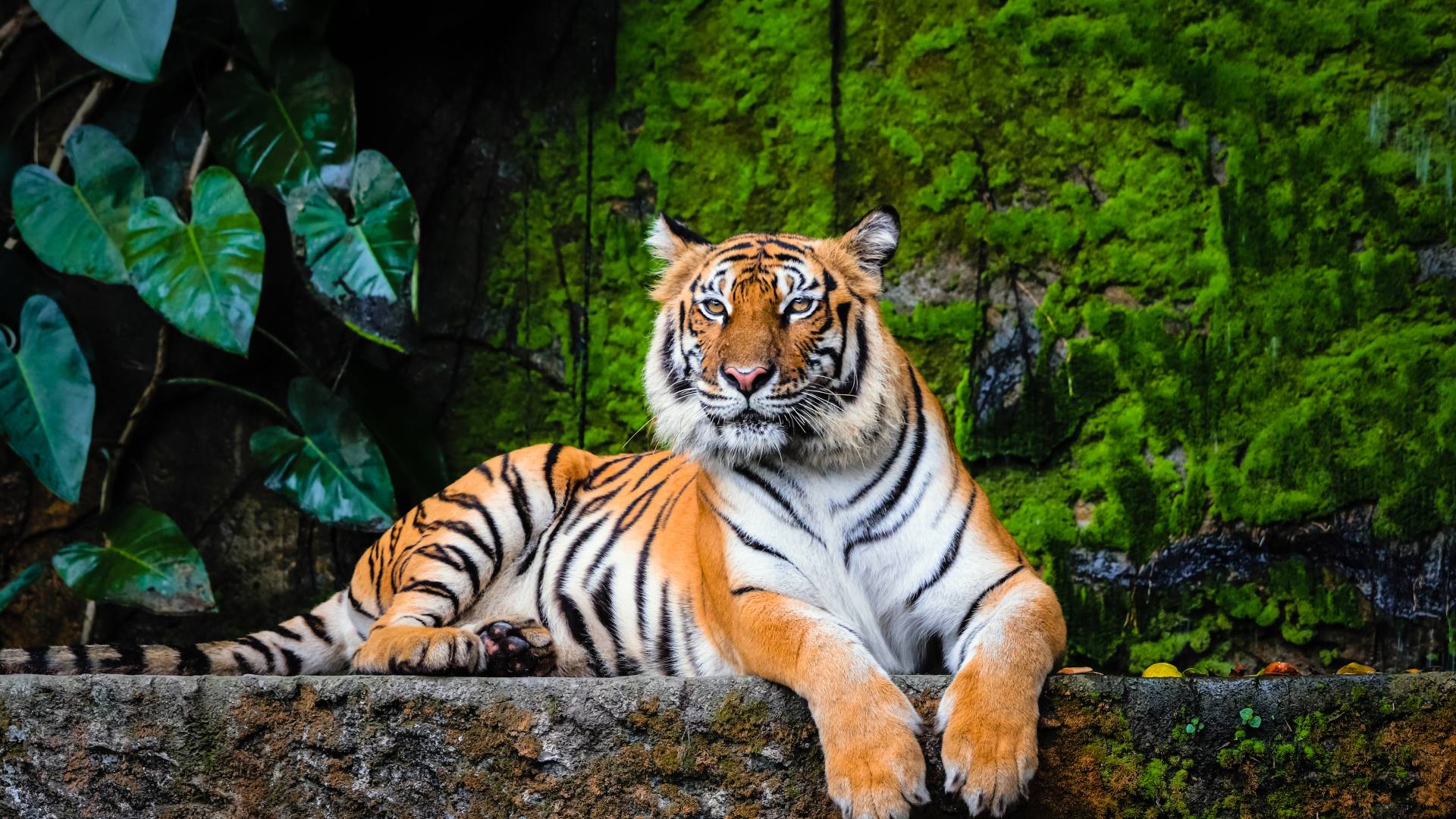 Tiger Safari in India and the Taj Mahal