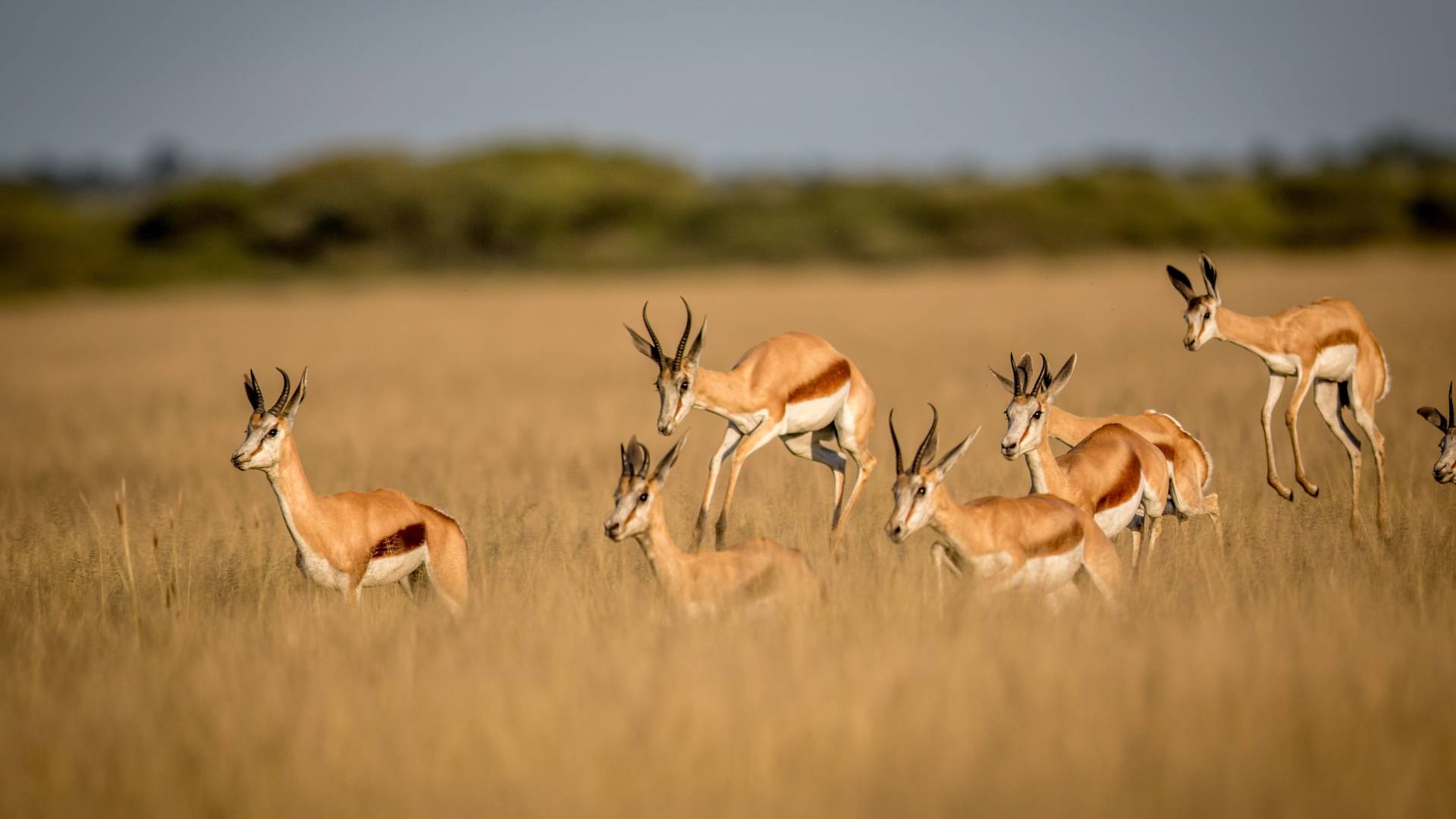 Botswana Safari: Im Paradies der wilden Tiere