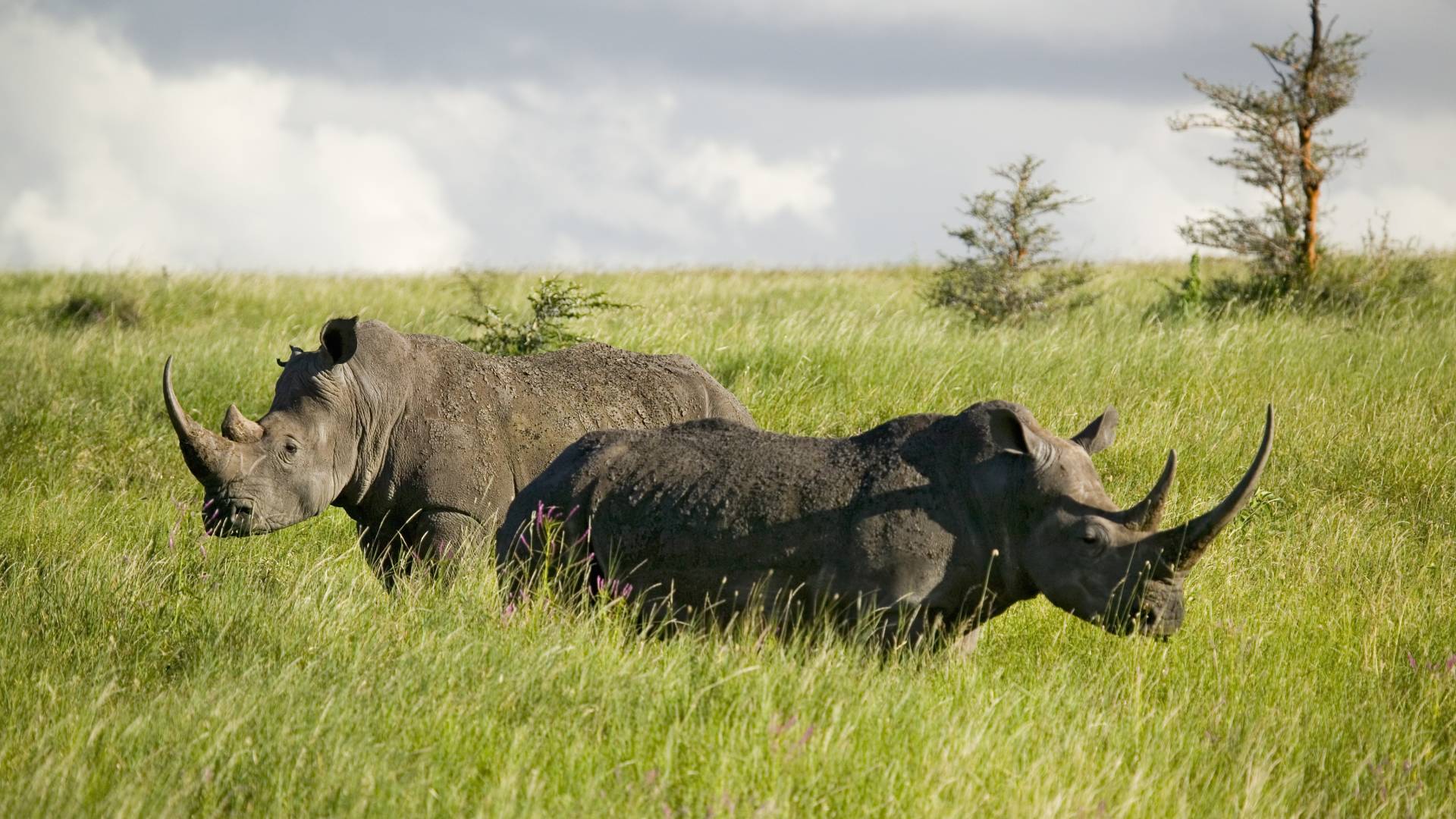 Kenya Safari and Seychelles Island Paradise