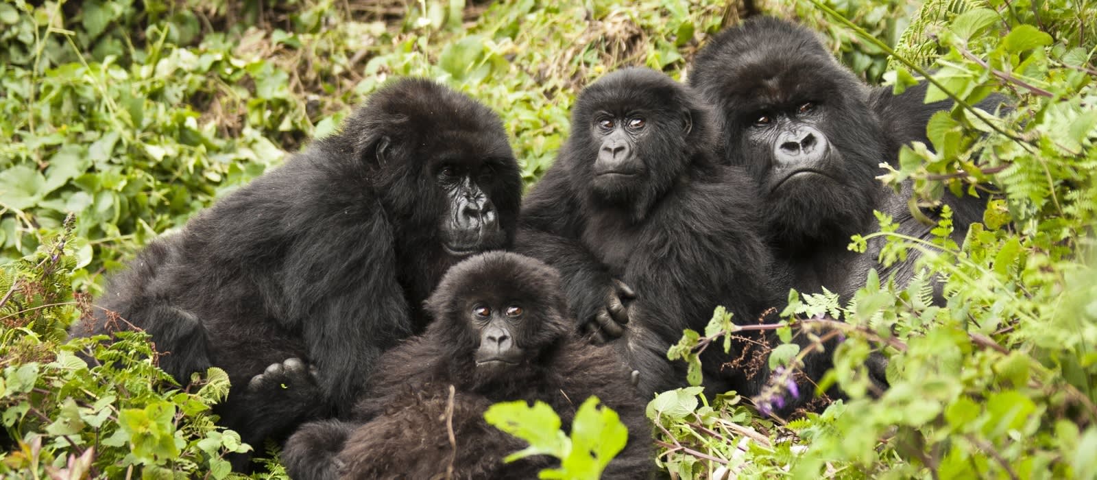 Gorilla Trekking, Rwanda, Africa