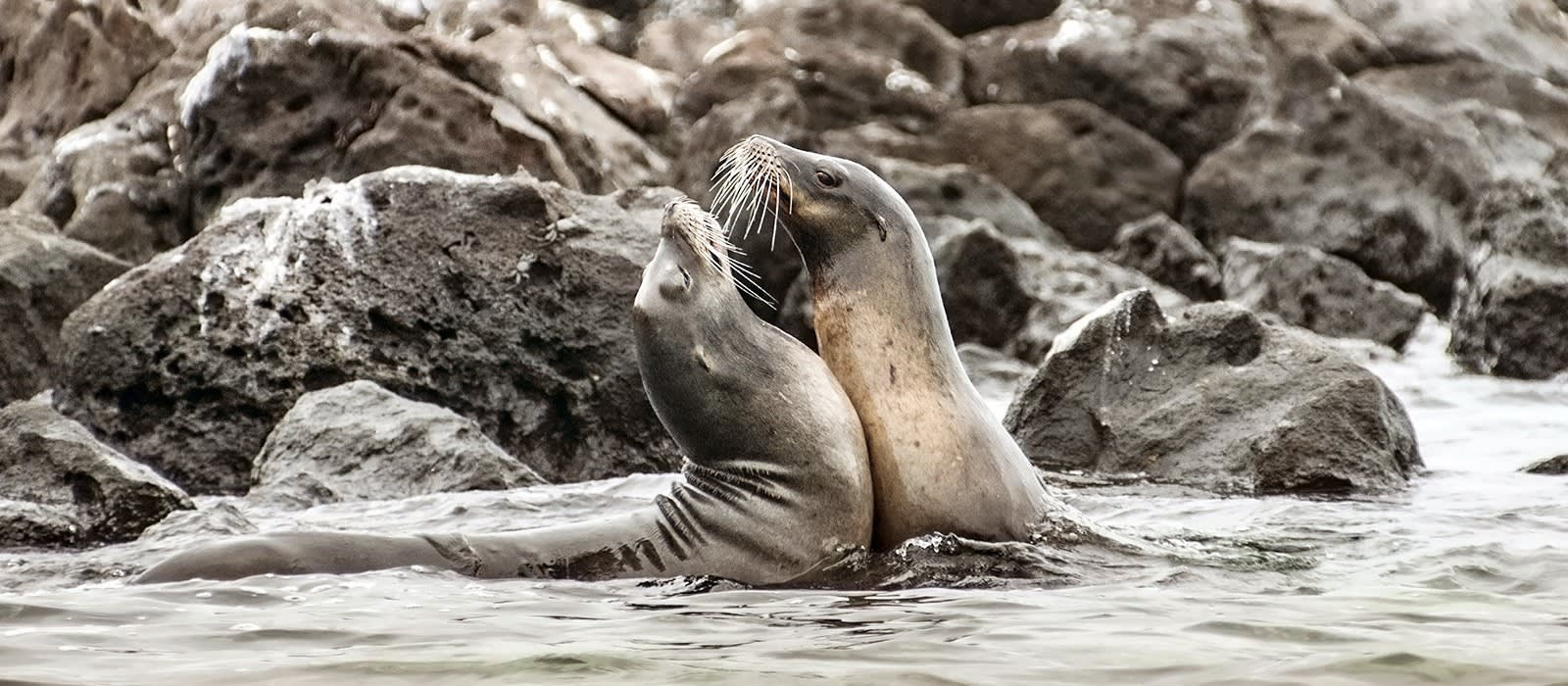 Seelöwen beim Spielen (Galapagos)