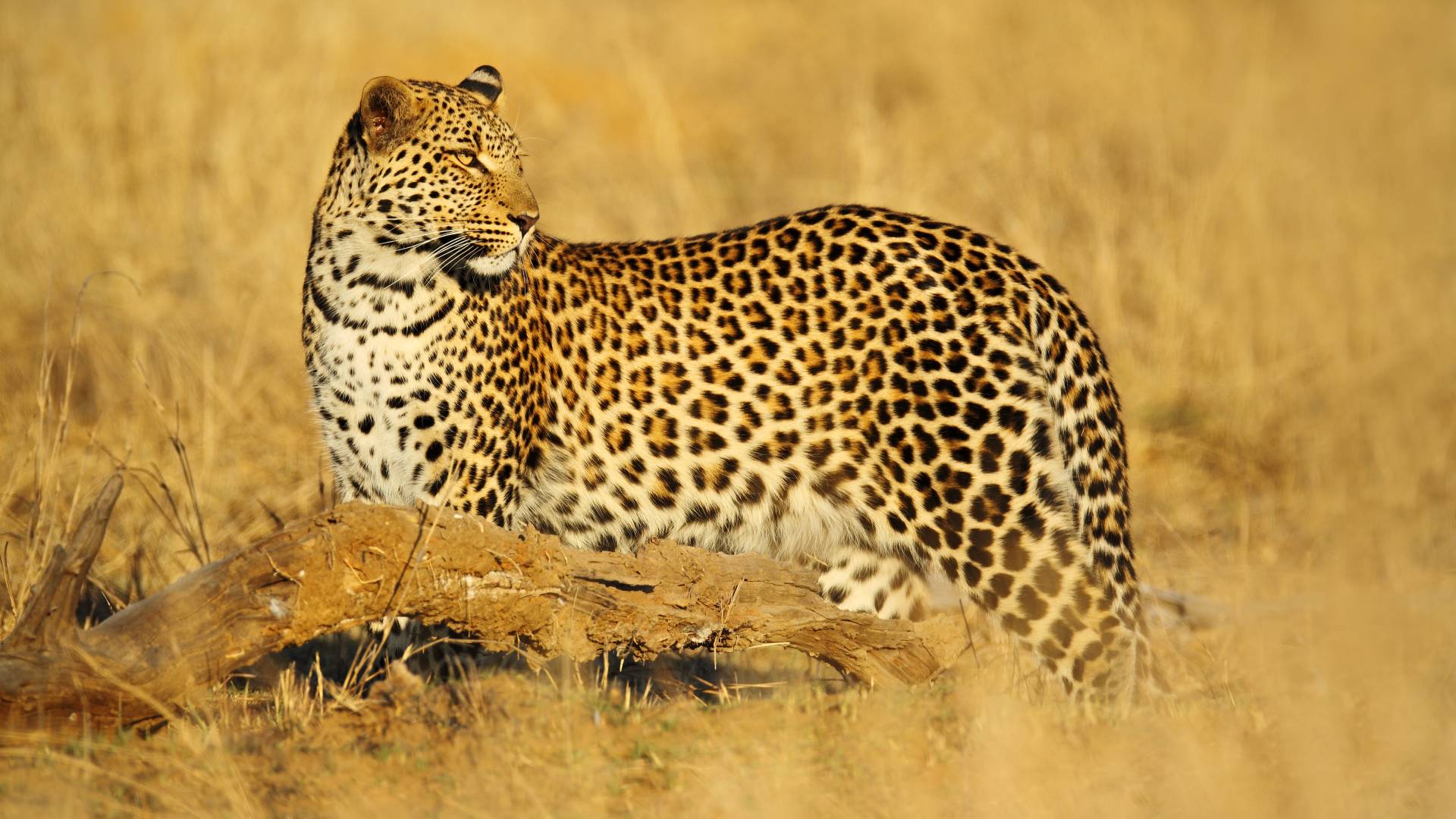 Safari-Klassiker in Simbabwe und Botswana