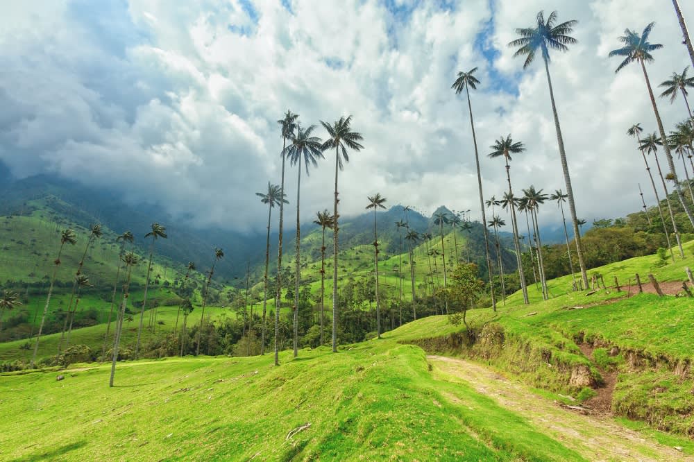 Coffee Region Colombia