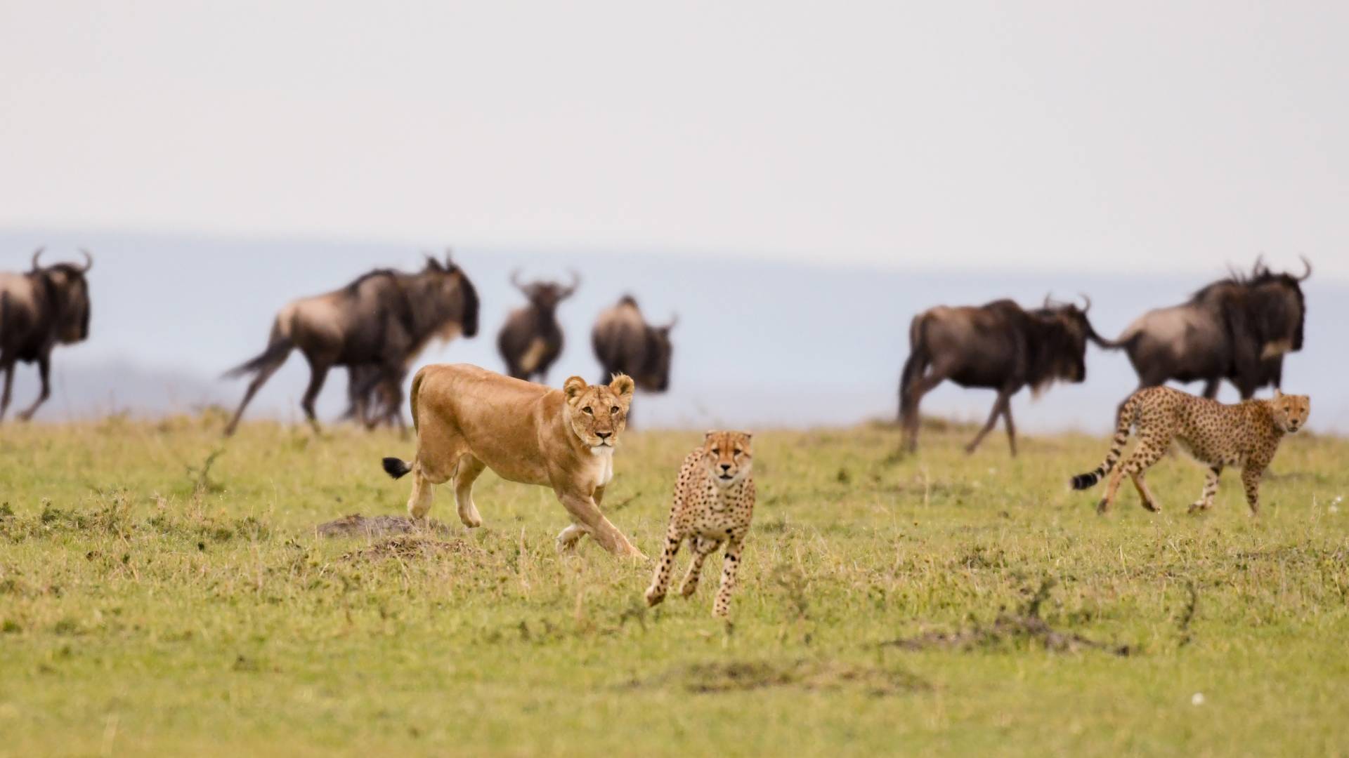 A female lion chases a cheetah with wildebeest in the background in a savannah in Masai Mara Game Reserve, Kenya