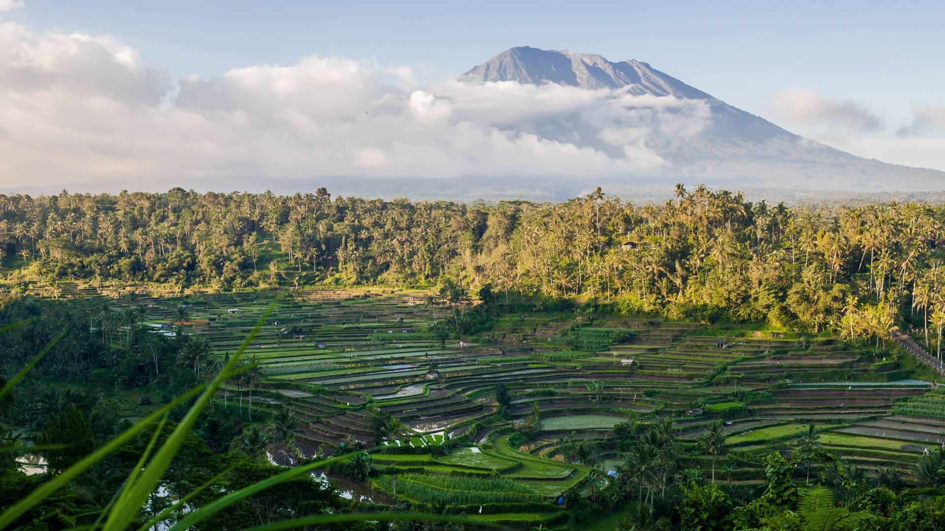 Beautiful volcano Agung and rice fields. Bali. Indonesia. Asia