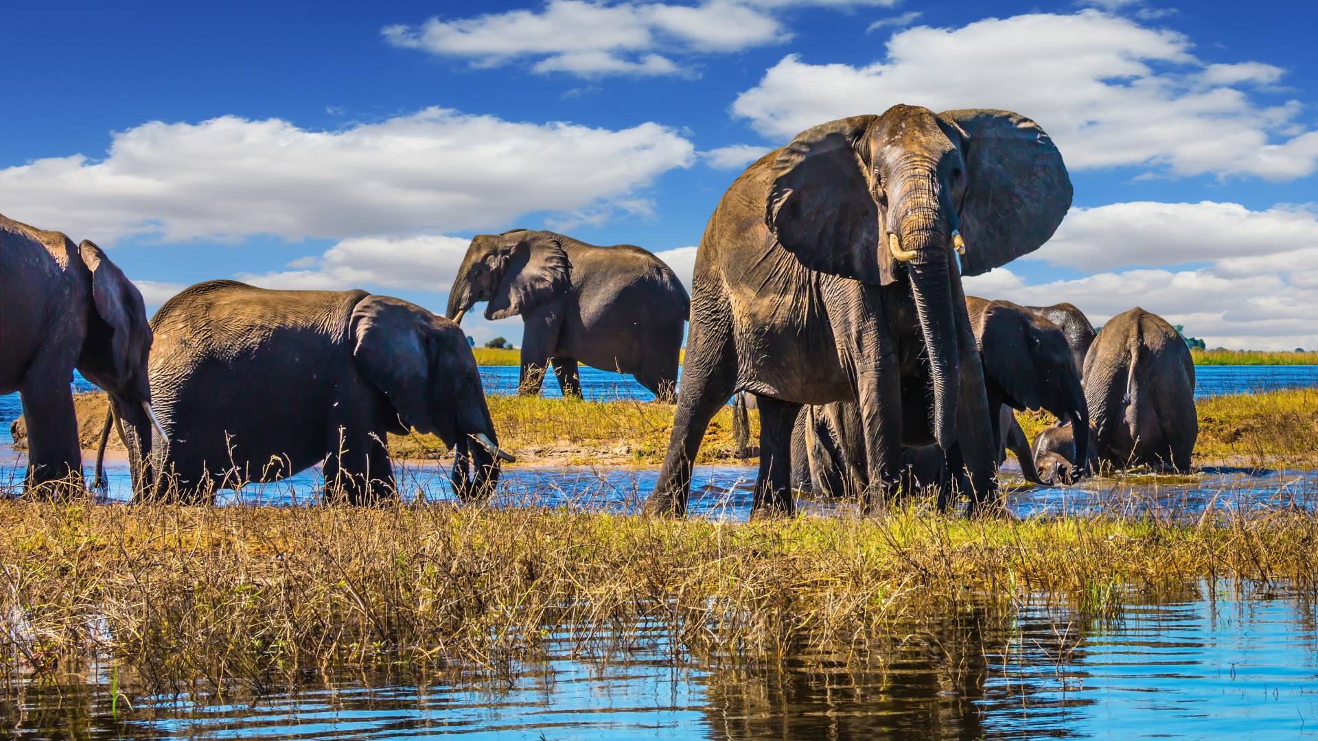 Enchanting Travels Botswana Tours Chobe National Park