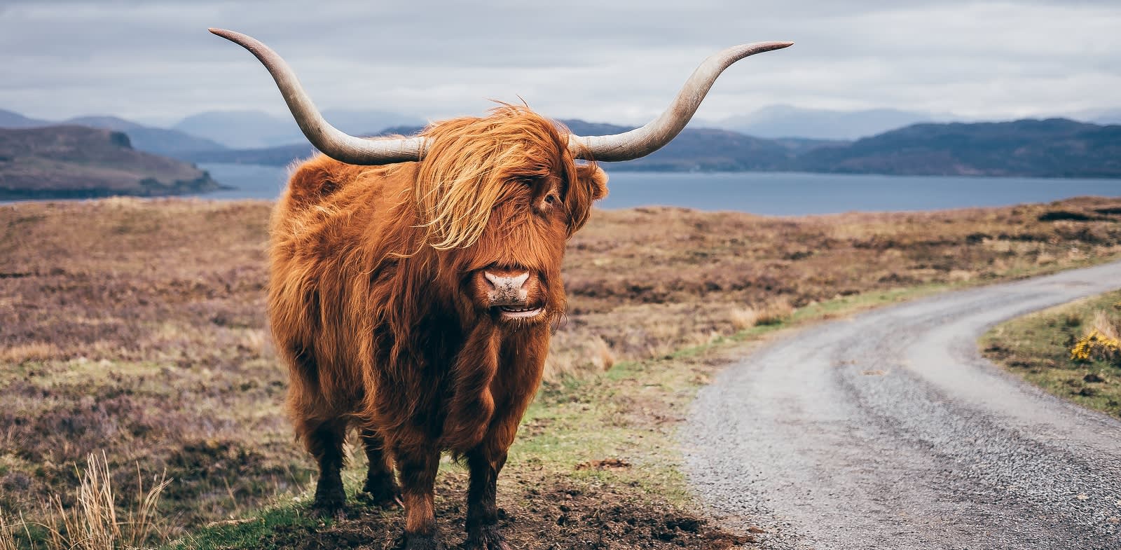 Enchanting Travels-Europe Tours- Hairy Scottish Yak on the road, Isle of Skye