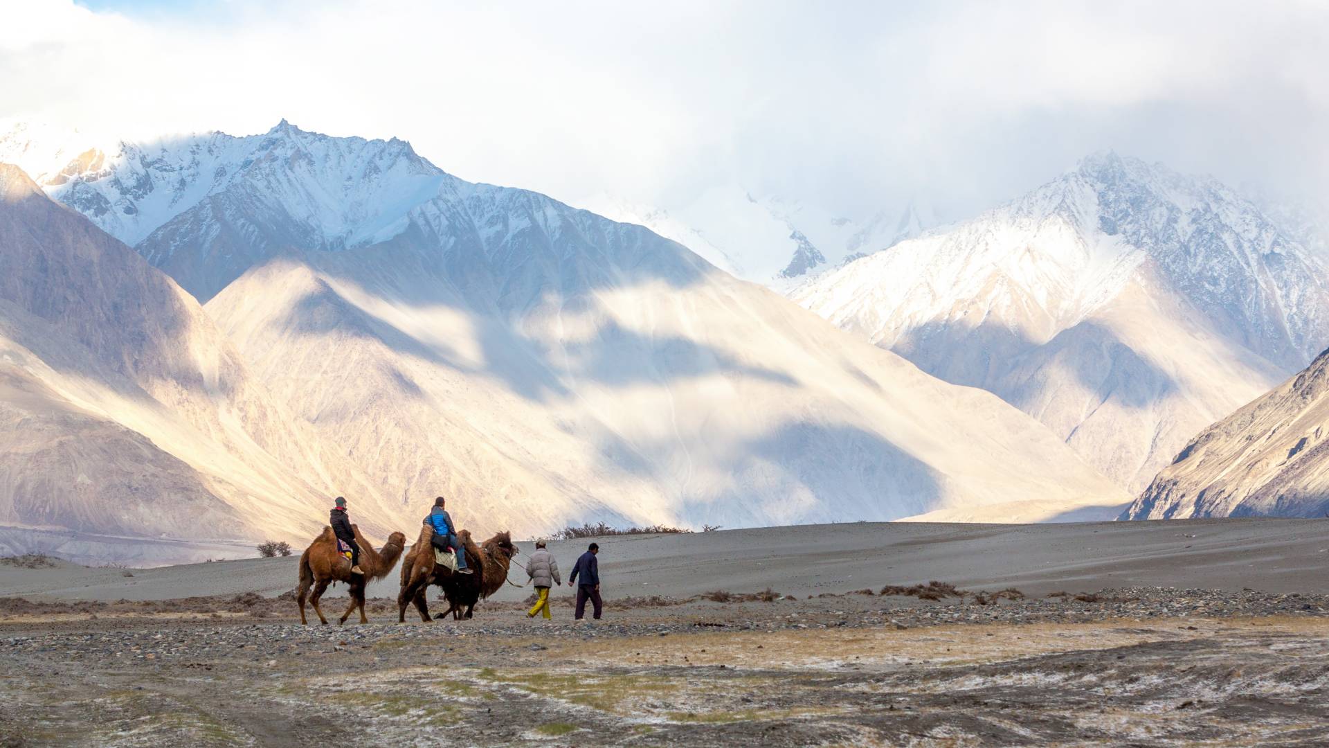 Camel riding at Hundar Village in Himalaya, Nubra Valley, Leh Ladakh, Jammu and Kashmir, India
