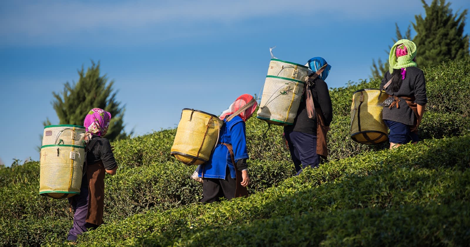 Enchanting Travels India Tours Farmers harvest Oolong tea leaves in a tea plantation on the morning time