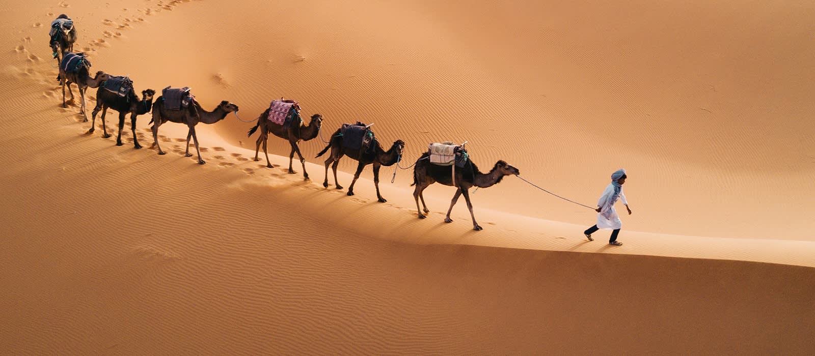 Morocco Vacation Enchanting Travels Morocco ToursTuareg with camels walk thru the desert on the western part of The Sahara Desert in Morocco. The Sahara Desert is the world's largest hot desert.