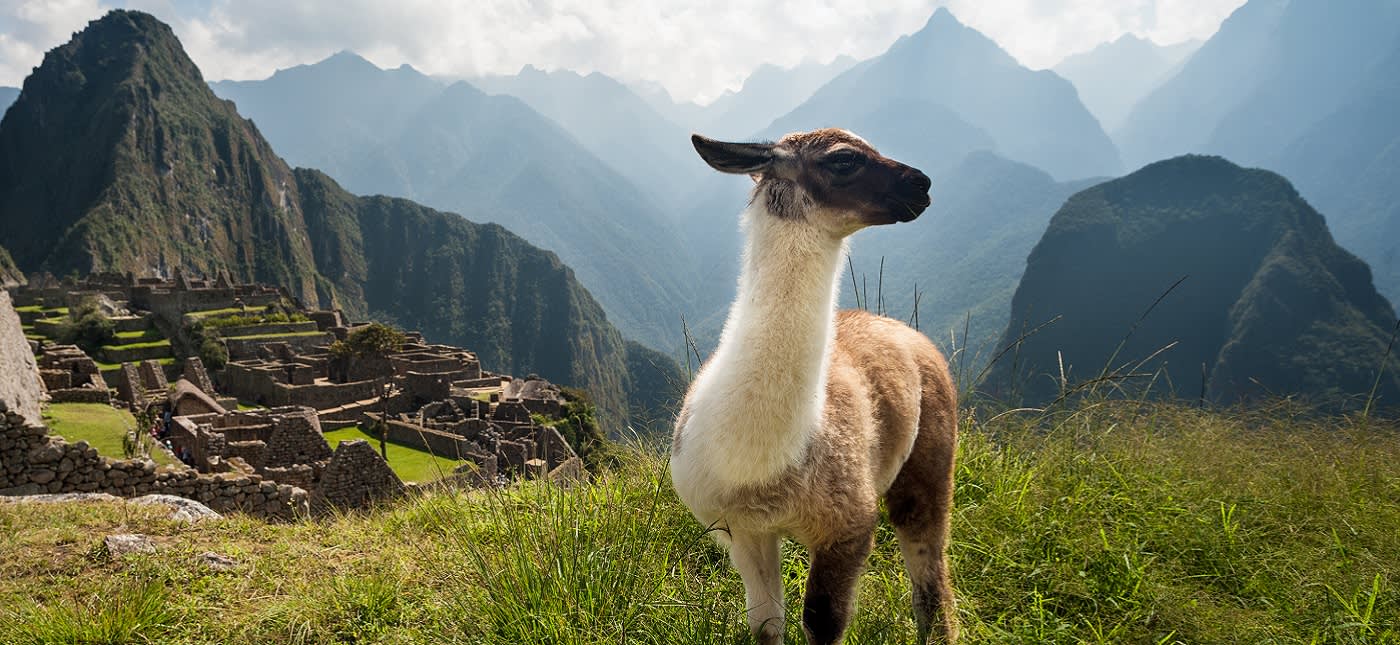 Llama, Ancient City, Machu Picchu, Peru, South America