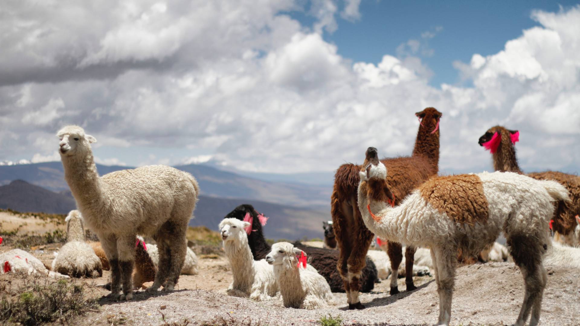 Enchanting Travels Peru Tours Llamas in Peru