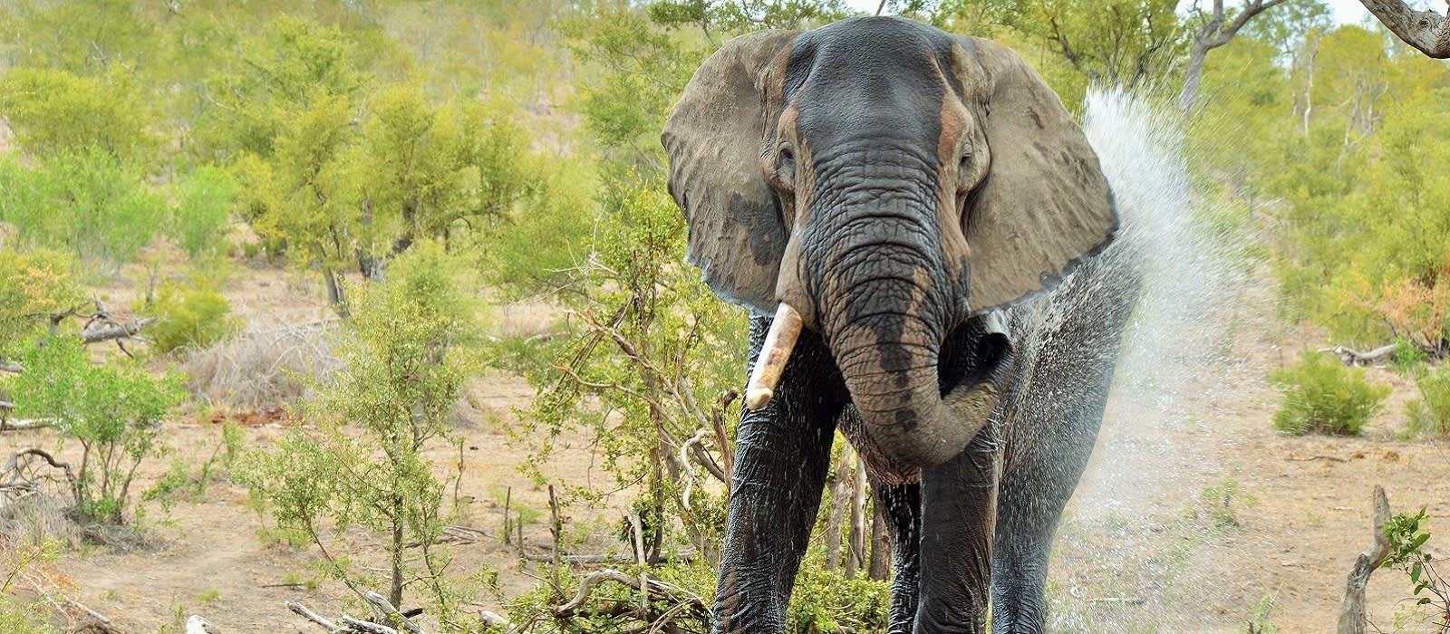 Enchanting Travels - South Africa Tours - Kruger South - Hoyo Hoyo Safari Lodge - Elephant at the water hole