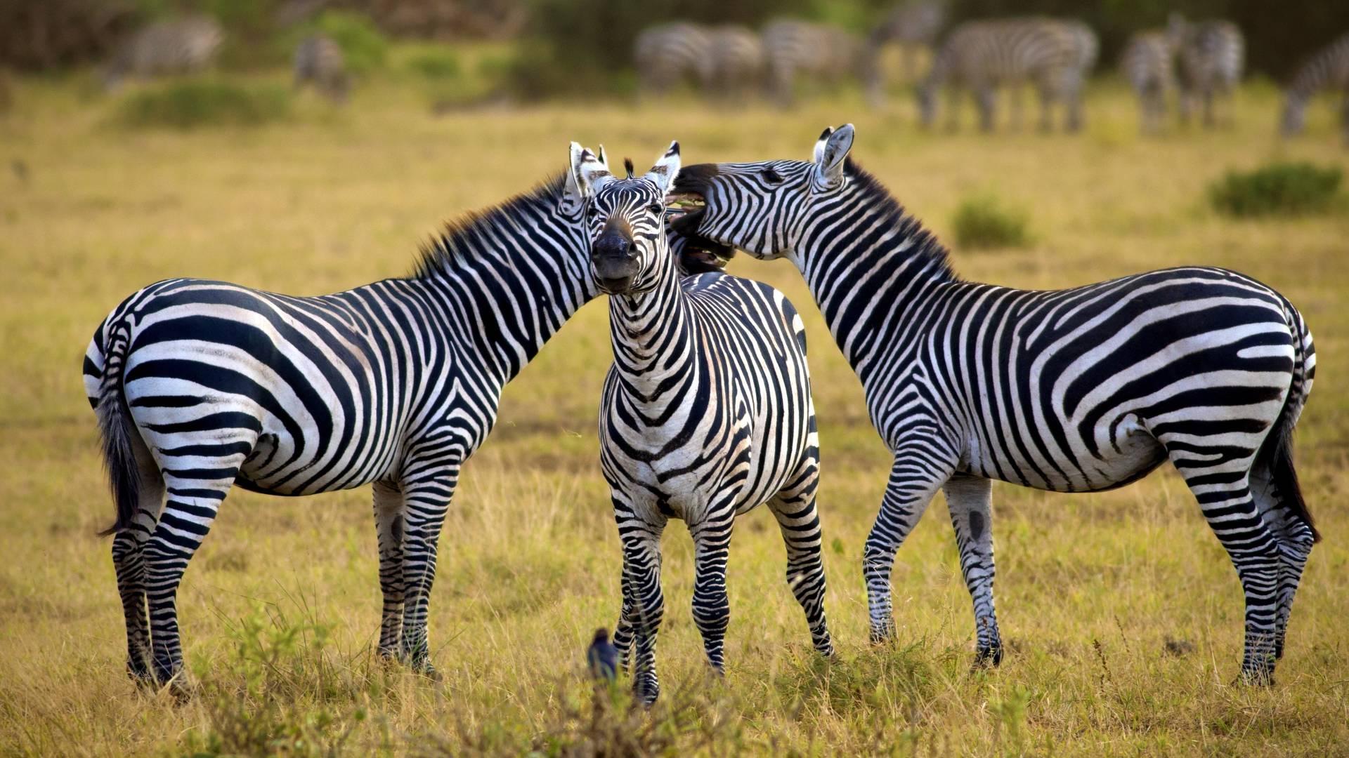 Tanzania, Kenya and Zambia: Safari and Waterfalls